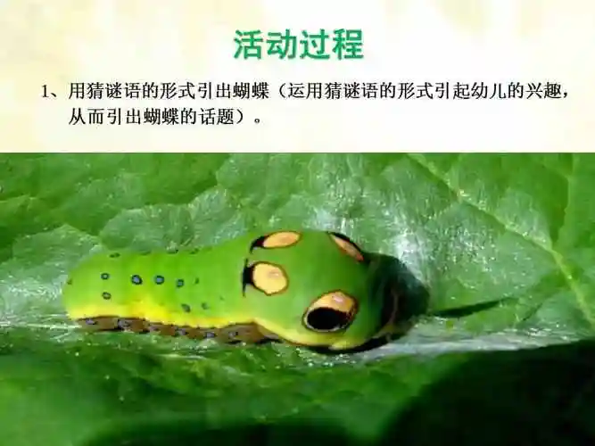 中班科学毛毛虫变蝴蝶1幼儿园ppt课件ppt