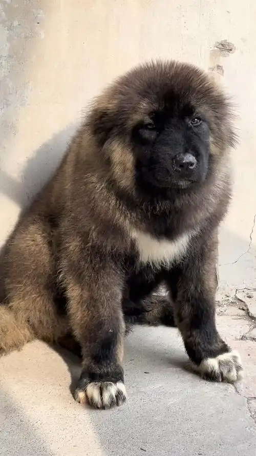 俄罗斯高加索幼犬雷霆的小公明天出发宿迁