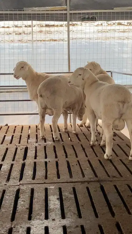 澳洲白绵羊,澳洲白绵羊养殖场