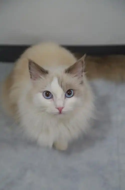 漂亮的蓝眼睛高颜值的布偶猫