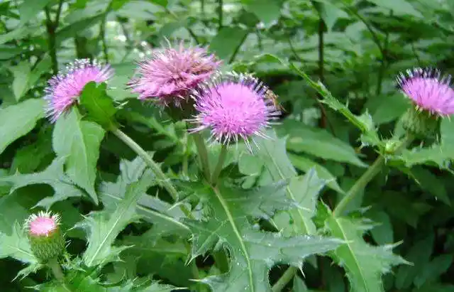 农村常见高效四大止血草药, 第二种家中常备最好