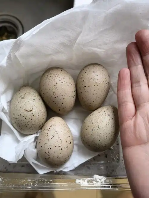 黑水鸡蛋打算孵化