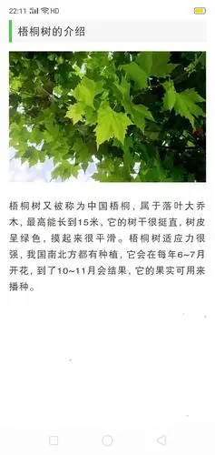梧桐叶子的特点