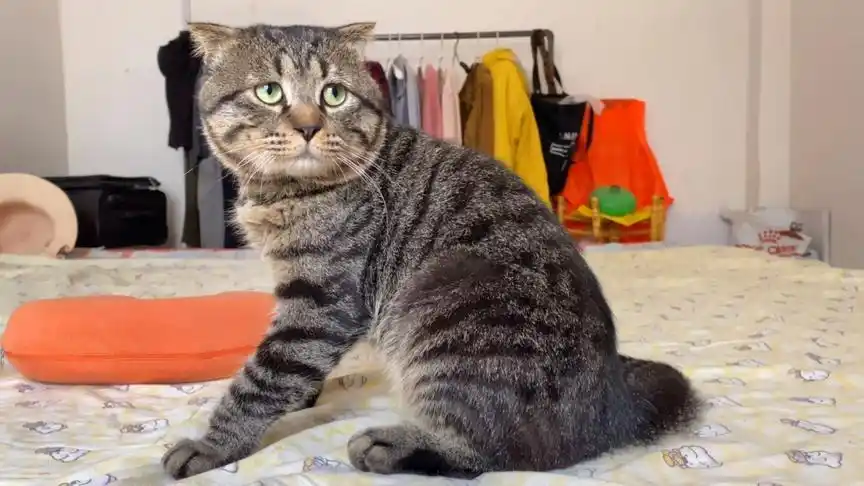 养了2年的虎斑折耳猫性格温顺智商达4岁儿童懂人心会聊天会听指令