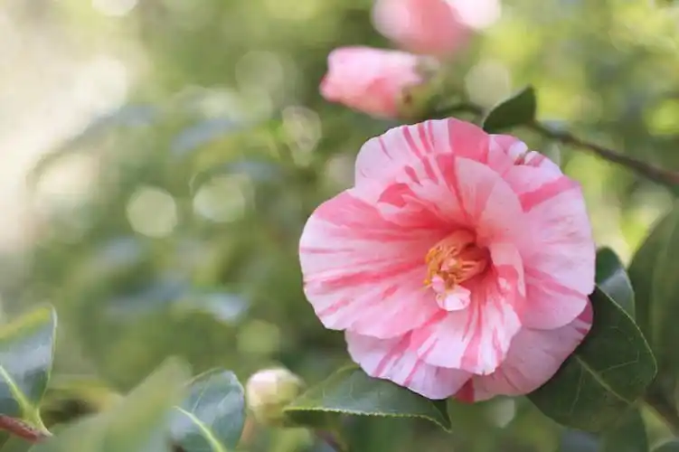 山茶花,叶子,三朵,阴影,朦胧,模糊,盛开,光线,影子,景观,花蕾,花,花瓣