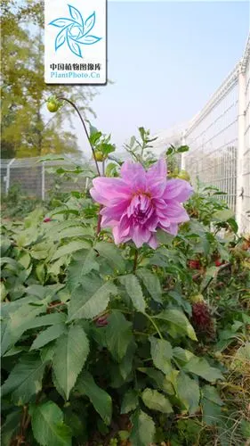 这是菊科植物大丽花的叶子