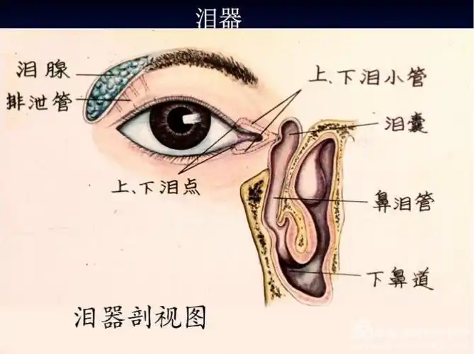 泪器的解剖生理