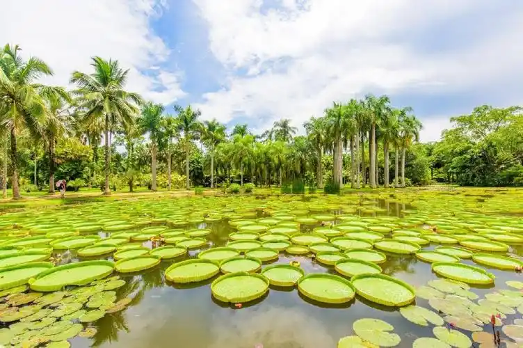 勐仑植物园掠影
