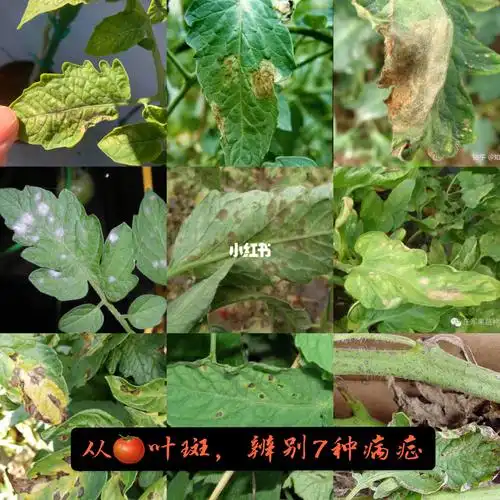 番茄种植常见病症(2):叶斑 (已更新,全)