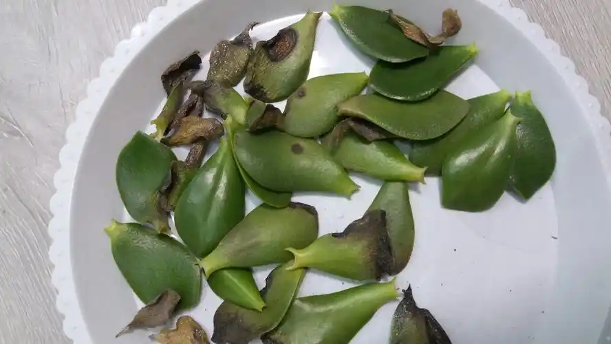 玉树多肉掉叶,叶头发干发黑