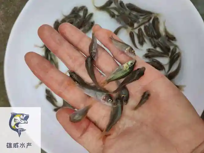 禾花鲤鱼苗批发荷花鲤鱼苗出售