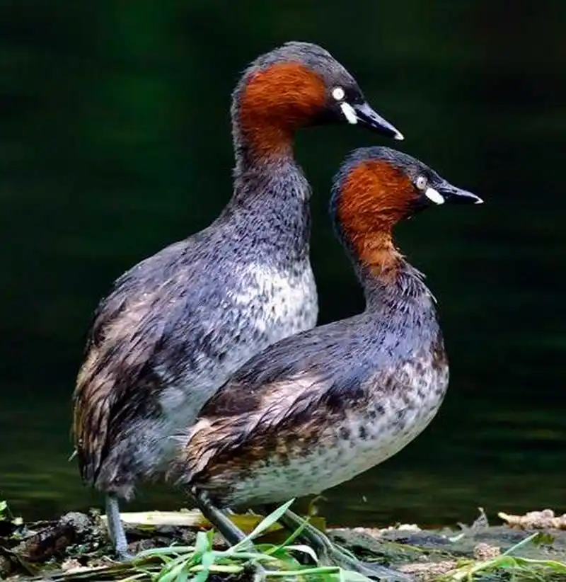 鸊鷉是一种独特的水鸟,生活在全球水域中,其形态,生态和行为特点使
