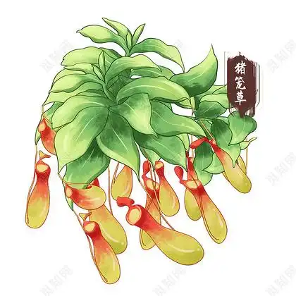 手绘猪笼草中药材草药元素采药元素