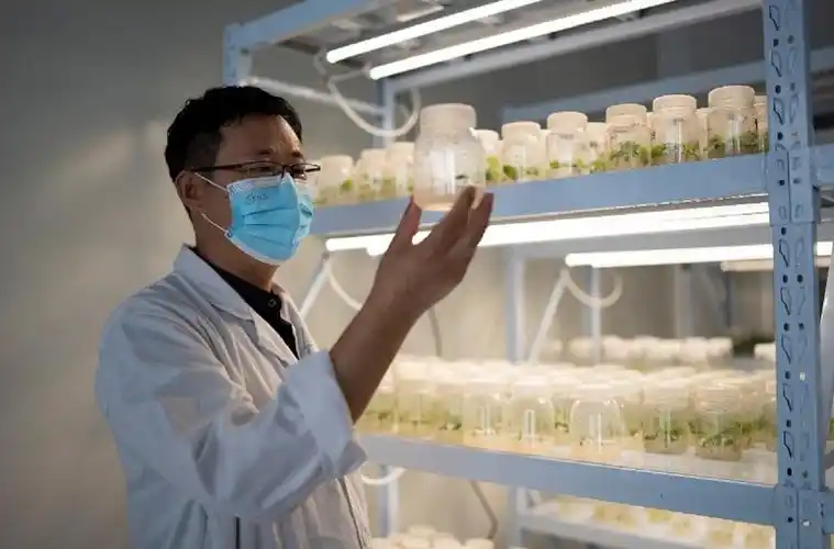 今年以来,拼多多加大投入,加速农业科技成果转化.