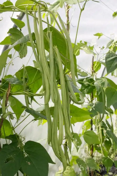 绿色的成熟豆类植物