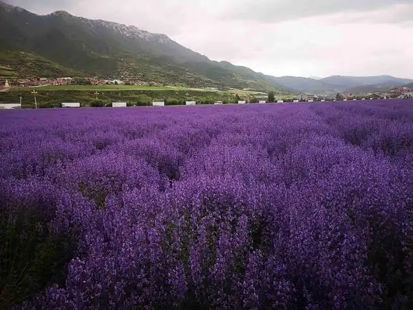 浪漫之夏!松潘3000亩薰衣草竞相争艳,你还不来看看吗?