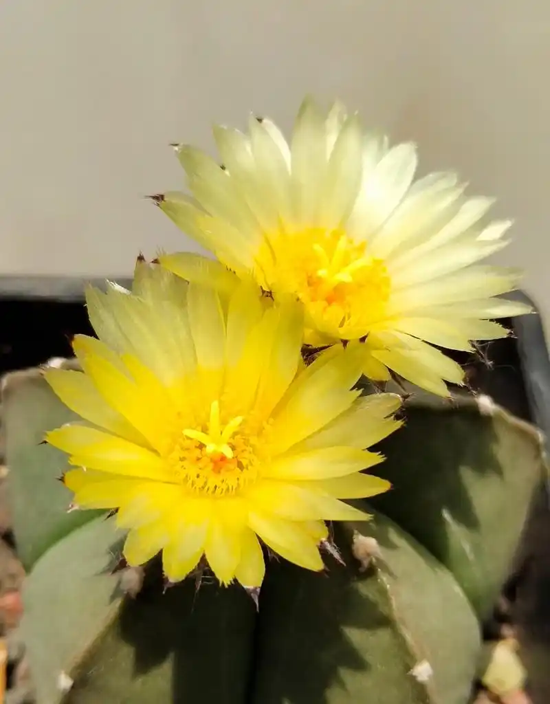 多肉琉璃鸾凤玉 五角星82开花了 676767