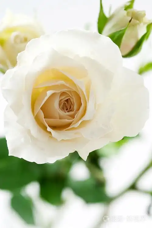 白玫瑰