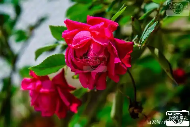 阳光下娇艳的月季花