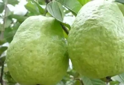 这"果"形似梨,但比梨脆甜可口,现在正当季,这做法喝完忘不了_番石榴