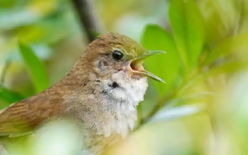 耳朵怀孕了~ 这种鸟也太能叫了【toto观鸟·高山短翅莺】