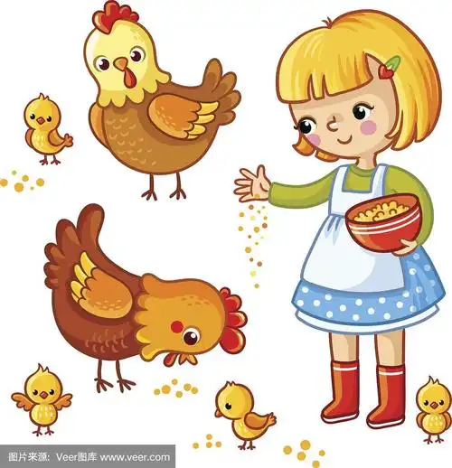女孩给母鸡和小鸡喂食.