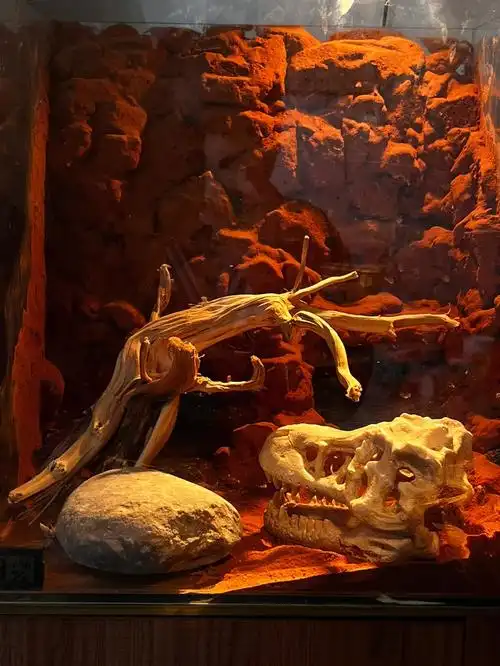 豹纹守宫06守宫造景