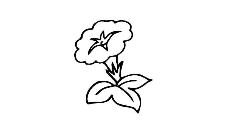 牵牛花简笔画怎么画牵牛花简笔画简单
