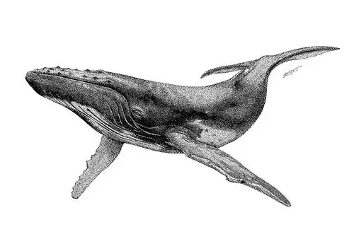 濒危动物系列素描