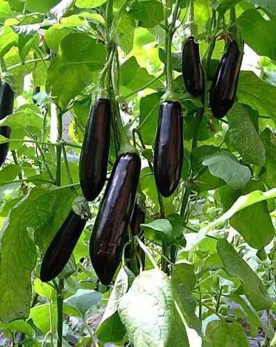 6月份的茄子,在盛花和结果期如何施肥?了解这4点,结出好茄子