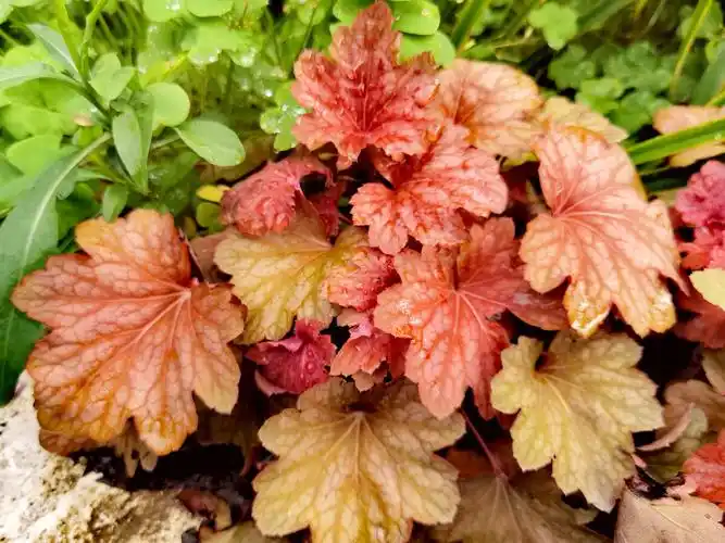 红花矾根显秋色…… - 清茶680 - 图虫