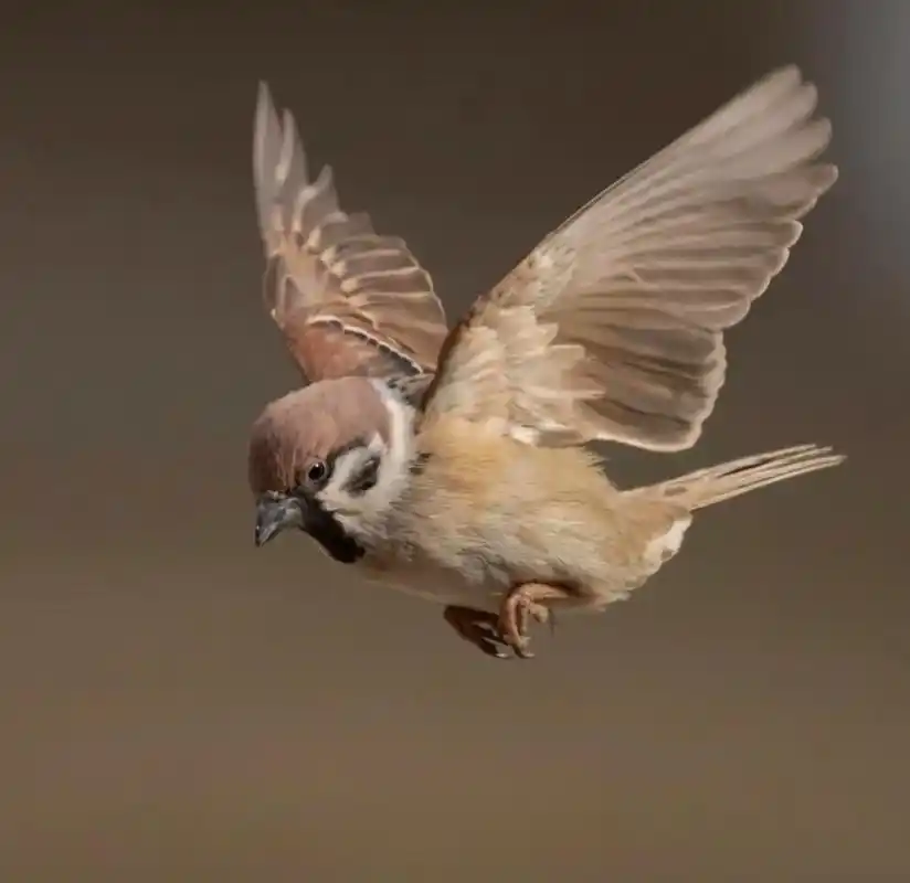 可爱的麻雀.#野生鸟类摄影 #拍鸟 #观鸟 #摄影#抖音二创 - 抖音