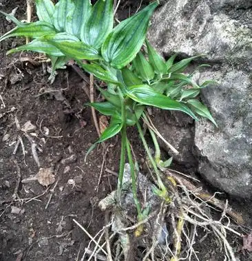 竹根七现采现挖量大需要的下单