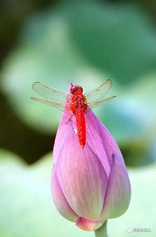 晚霞中的红蜻蜓
