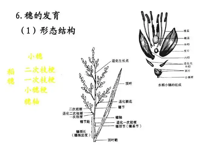 穗的发育 (1)形态结构 小穗 稻 穗 二次枝梗 一次枝梗 小穗梗 穗轴