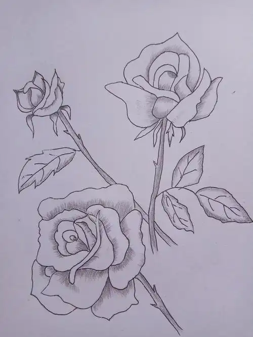 月季花(自学绘画第四天)