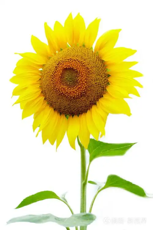 向日葵在白色背景上分离出绿色的叶子