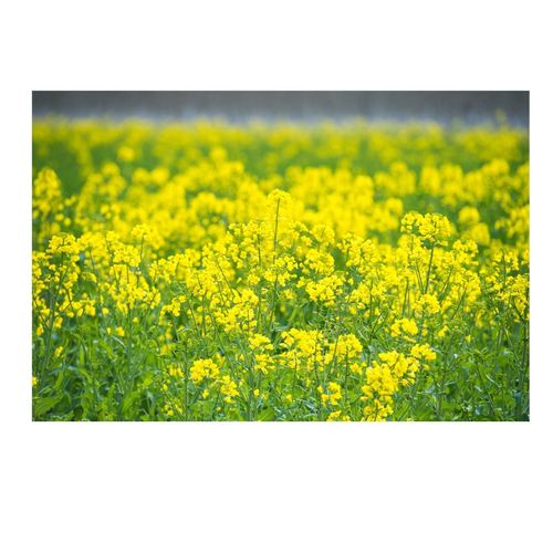 油菜花蓝天白云草地花海春天自然风景花卉海报房间卧室贴海报贴画