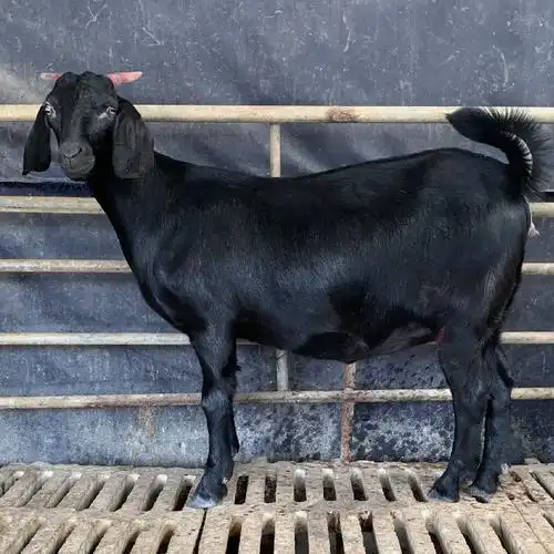 纯种黑山羊公羊放养山羊 黑山羊活体 黑山羊大型养殖场-阿里巴巴