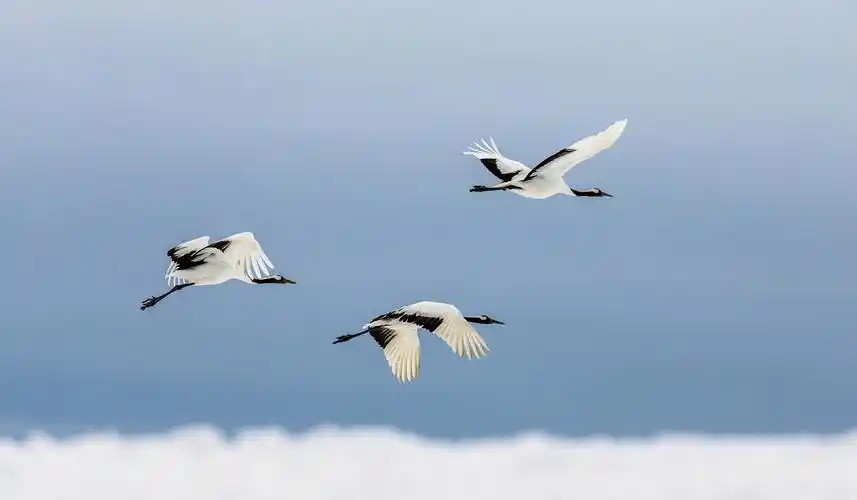 复古花纹线条质感海报青色黄色简约大气山水祥云松树仙鹤谷雨展板背景