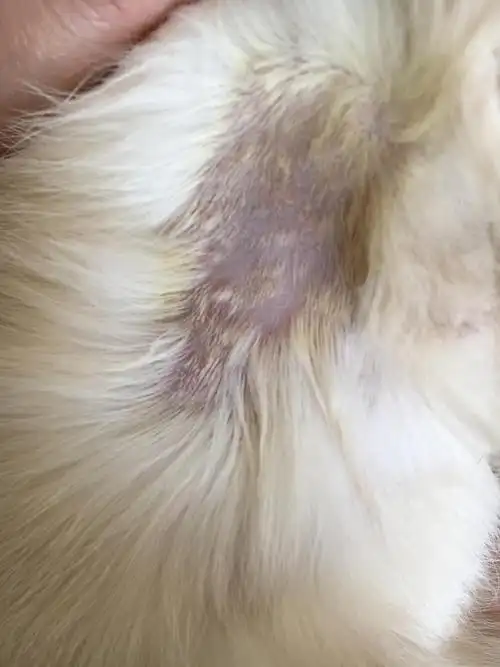 讨论懂猫癣的姐妹帮忙看下谢谢这种情况还用继续吃药不