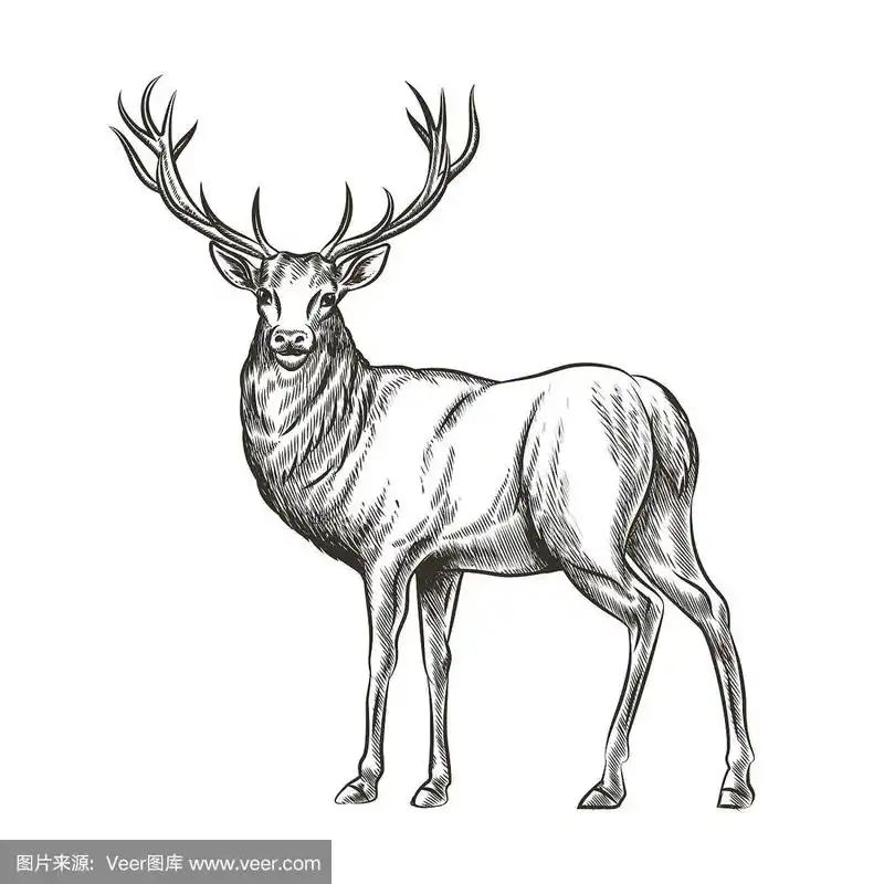 手绘鹿
