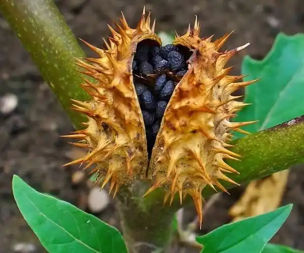 你知道吗,曼陀罗这种花在反殖民斗争中都起到了贡献_果实_种植_种子