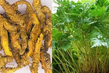 苦黄连的真正效用 寻常人都不知道是什么