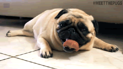 丑萌狗狗搞笑图片_丑萌界的超级狗狗