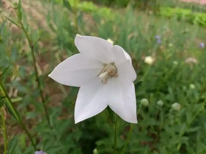 白桔梗花()(原创首发)