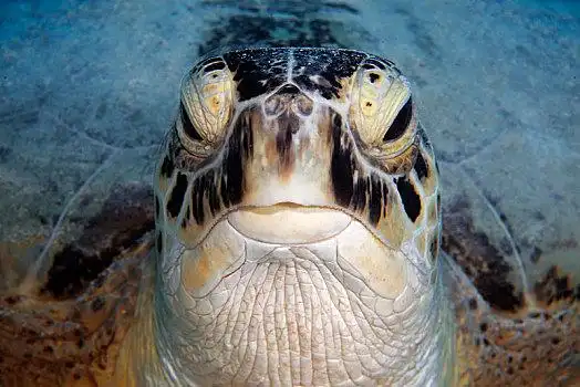 绿海龟,龟类,头像,正面,红海,埃及,非洲