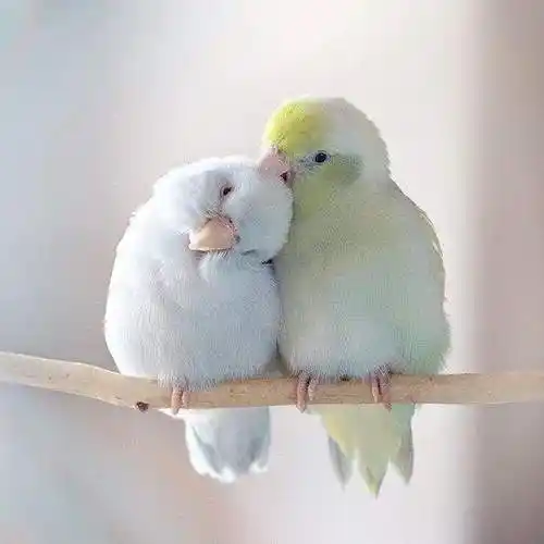 鸟奴快追踪《动物摄影师的鸟情侣》甜甜的照片让人忍不住微笑