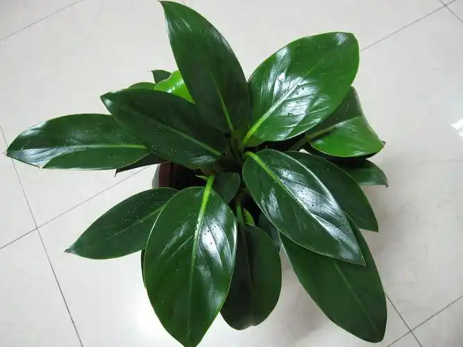 水是培育金钻的重要条件.这种植物喜欢潮湿的环境.