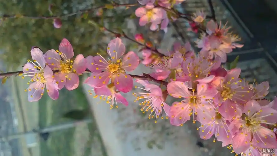 sony st25i 500万像素的拍照作品欣赏